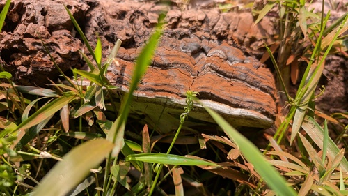 Ganoderma applanatum