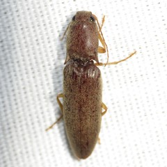 Conoderus parallelus