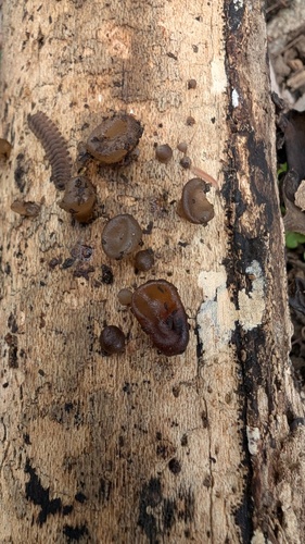 Auricularia