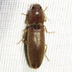 Conoderus parallelus