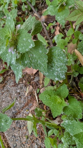 Neoerysiphe galeopsidis