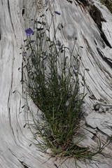 Campanula pollinensis
