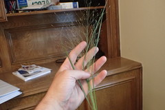 Eragrostis elliottii