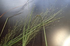 Eragrostis elliottii