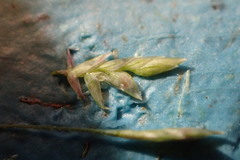 Eragrostis elliottii