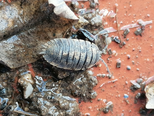 Porcellio echinatus