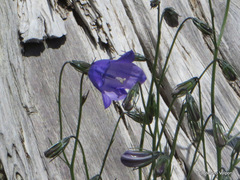 Campanula pollinensis