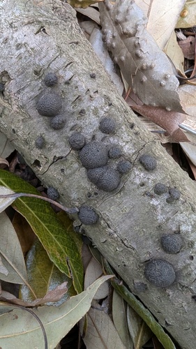 Annulohypoxylon truncatum