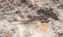 Vanacampus margaritifer