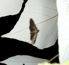 Omiodes pernitescens