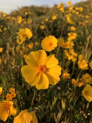 Leptosyne calliopsidea