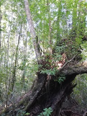 Platylophus trifoliatus