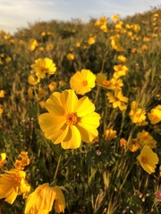 Leptosyne calliopsidea