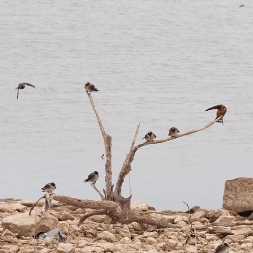 Barn Swallow
