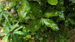 Erysiphe euonymicola