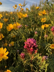 Leptosyne calliopsidea