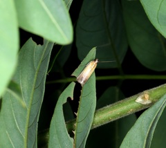 Piesmopoda semilutea