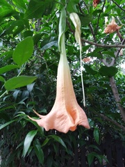Brugmansia versicolor
