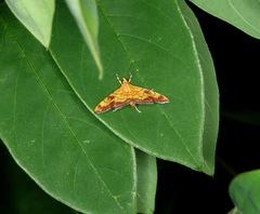 Isocentris filalis