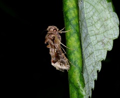 Plusiopalpa adrasta