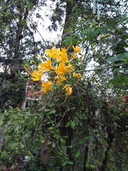 Caesalpinia pulcherrima flava