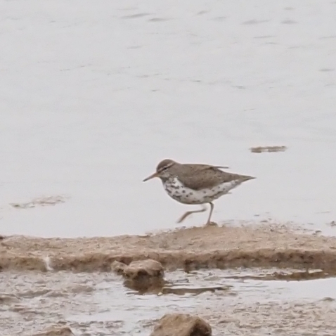 Spotted Sandpiper