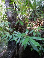 Platylophus trifoliatus