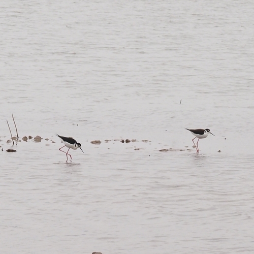 Black-necked Stilt