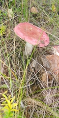 Russula betularum