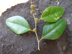 Securinega durissima