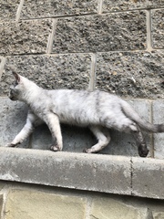 Felis catus