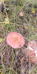 Russula betularum