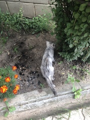 Felis catus