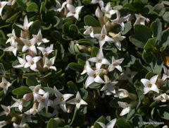 Daphne oleoides
