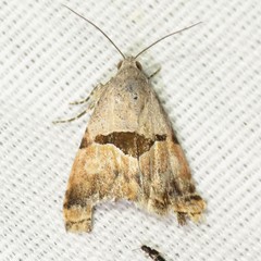 Cobubatha lixiva
