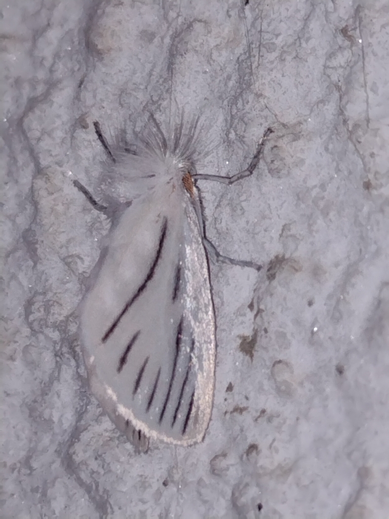Norape venata
