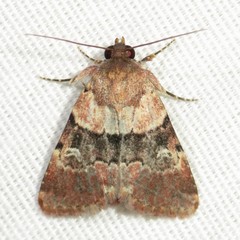 Properigea continens