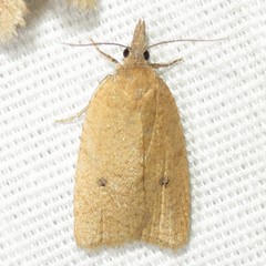 Sparganothoides machimiana