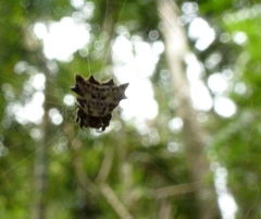 Acrosomoides acrosomoides