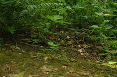 Clethrionomys glareolus