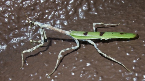 Arizona Unicorn Mantis photo 4