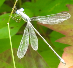 Lestes vigilax