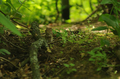 Clethrionomys glareolus