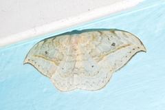 Drepana pallida
