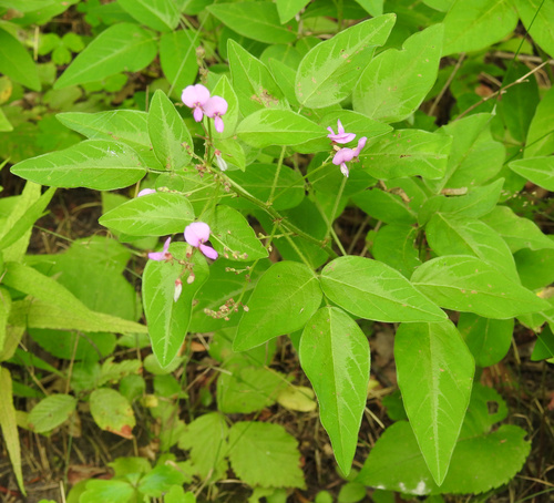 Desmodium perplexum