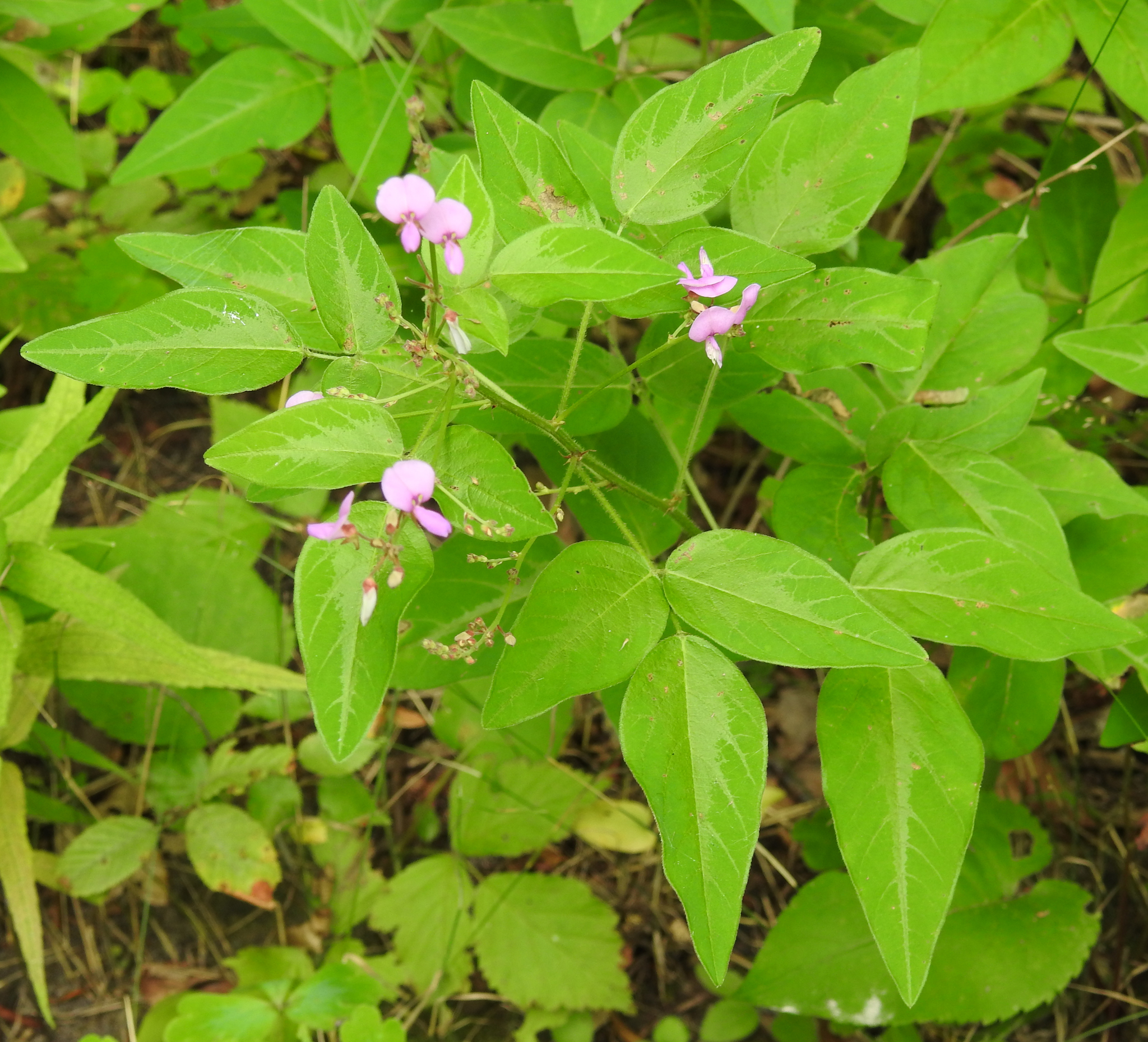 Desmodium perplexum