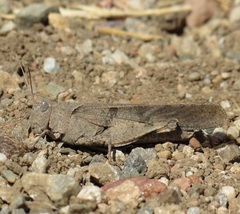 Trimerotropis thalassica