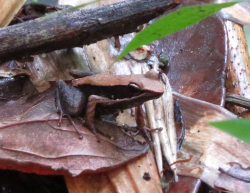 Charlotte's Madagascar Frog, Mantidactylus charlotteae