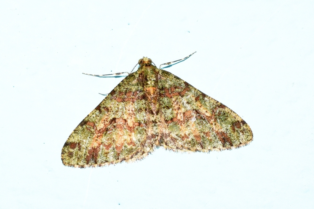 Myrioblephara duplexa