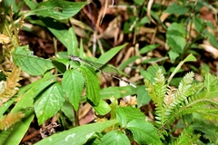 Aciagrion approximans